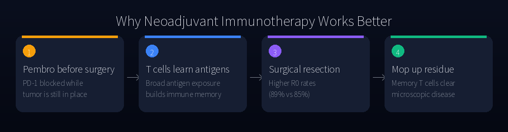 How neoadjuvant immunotherapy works