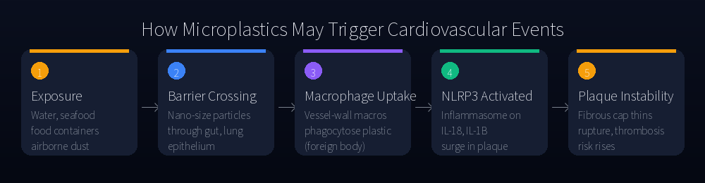 How microplastics may trigger cardiovascular events