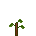 Apple Sapling
