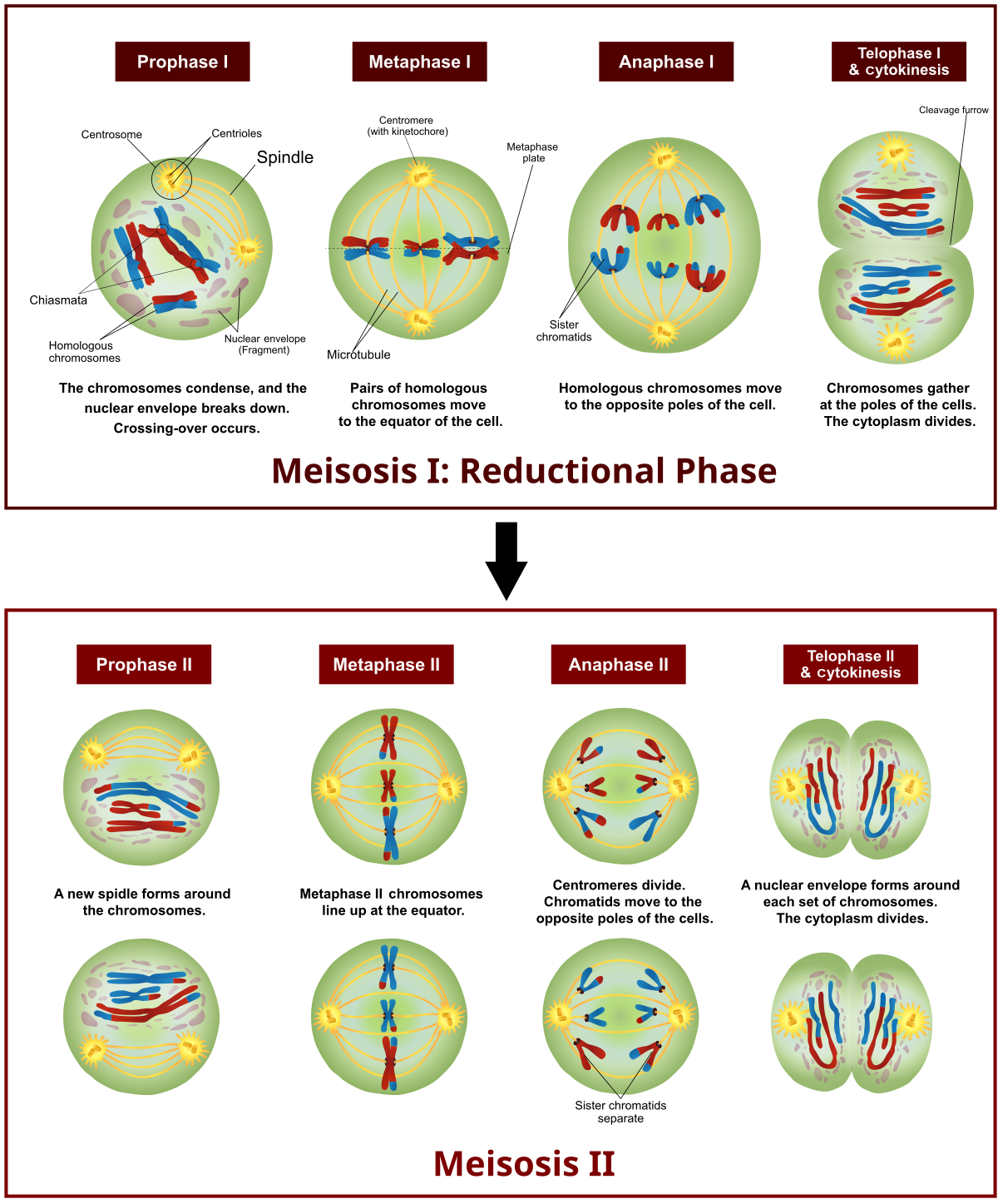 Meiosis Stages