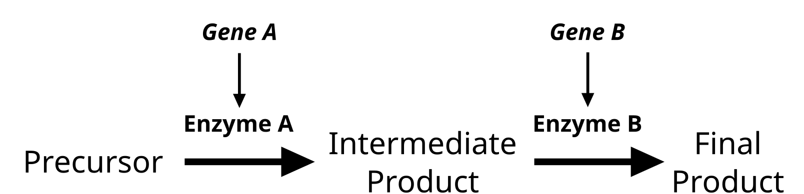 biochemical pathways