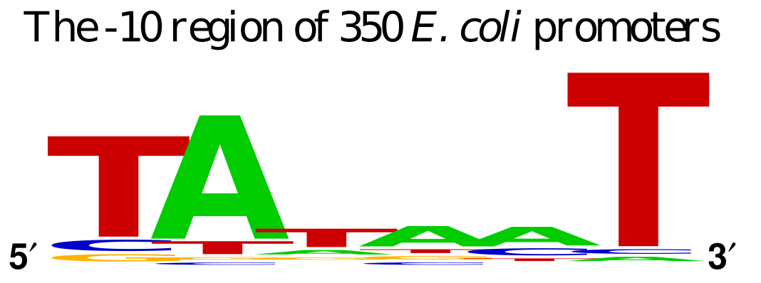 Pribnow box of E. coli (-10 of transcriptional start)