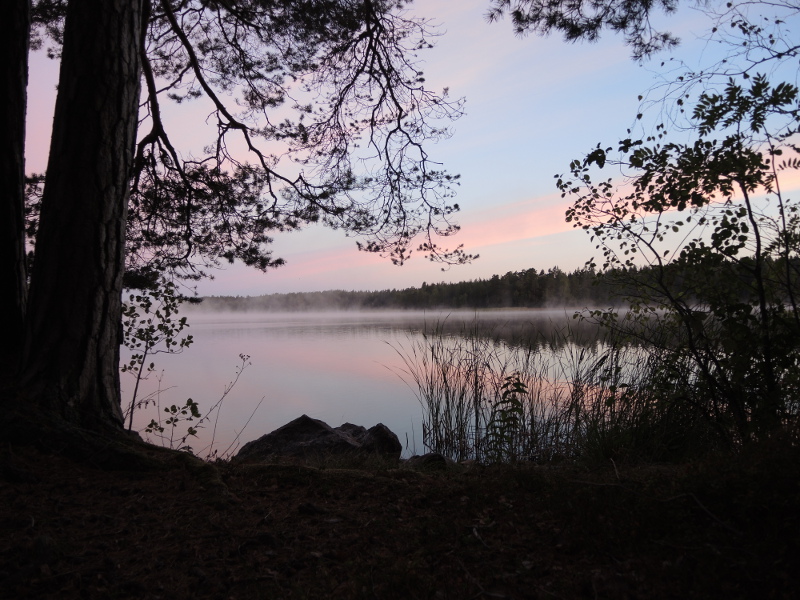Pink dawn