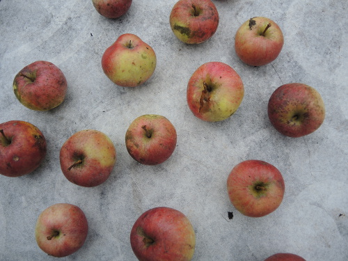 Apples