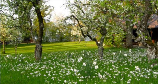 Emmental in bloom
