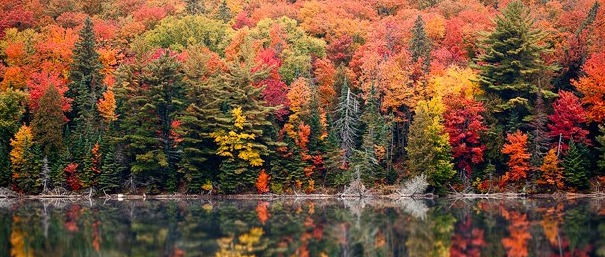 Autumn leaves
