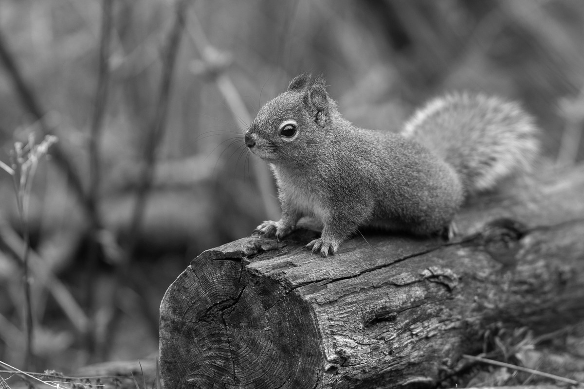 squirrel-gray