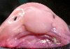 picture of a blobfish