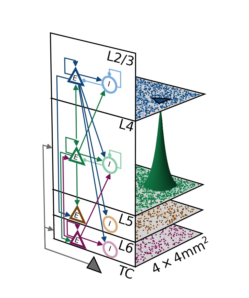 Mesocircuit network model sketch