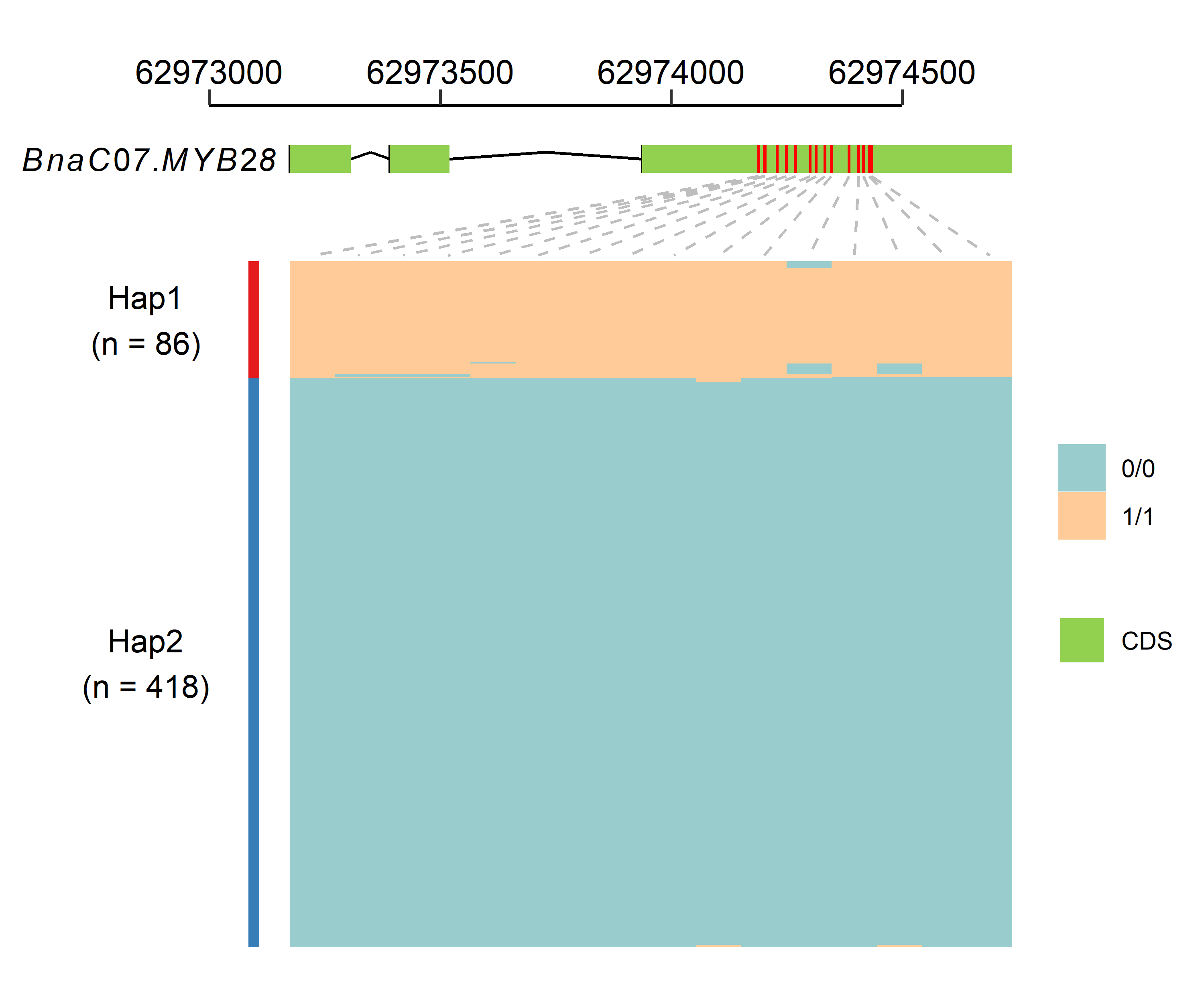 A figure containing gene structure and variation information