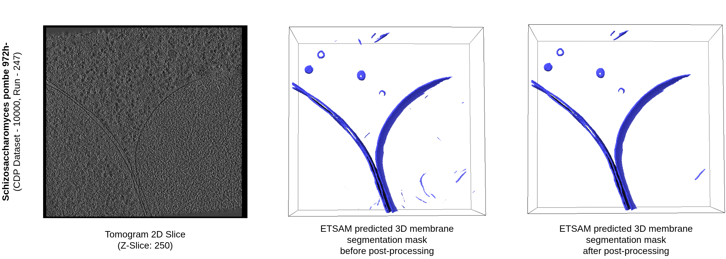 ETSAM segmentation result for S. pombe