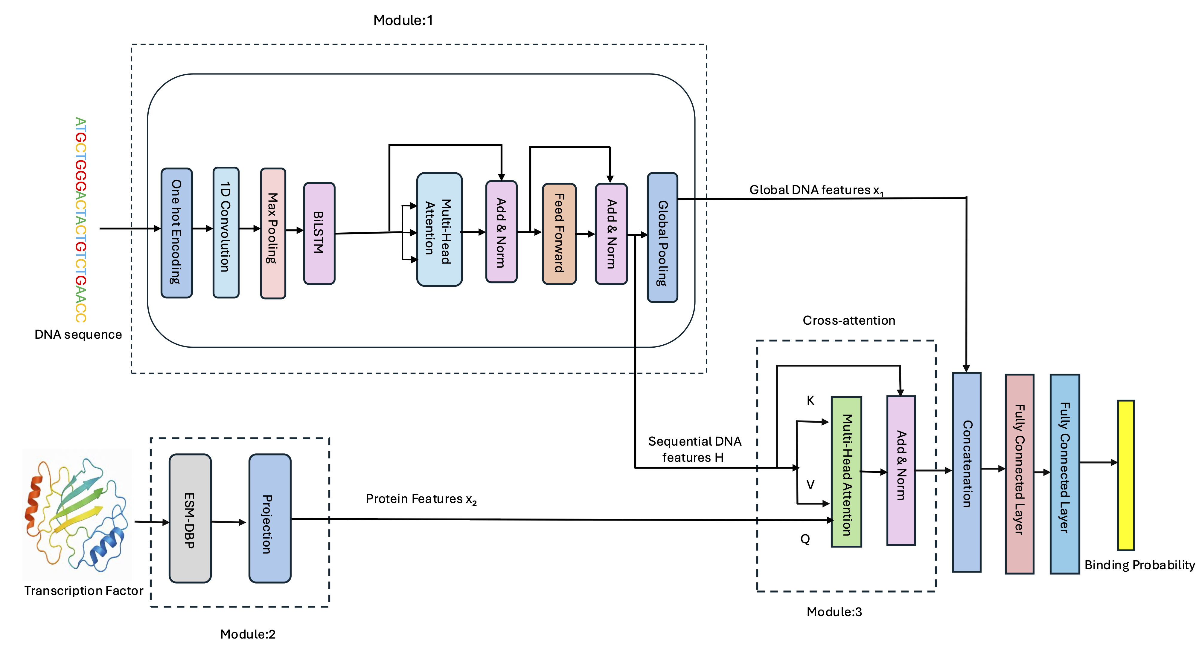 Model Architecture