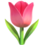 tulip