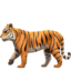 tiger2