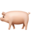 pig2