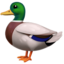 duck