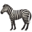 zebra_face