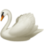 swan