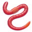 worm