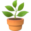 potted_plant