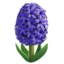 hyacinth