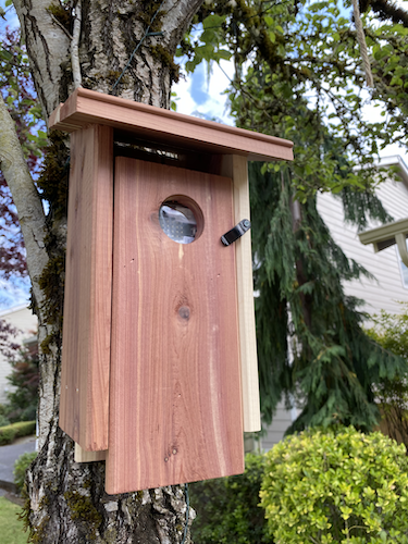 A bird box in a tree with a micro bit visible inside