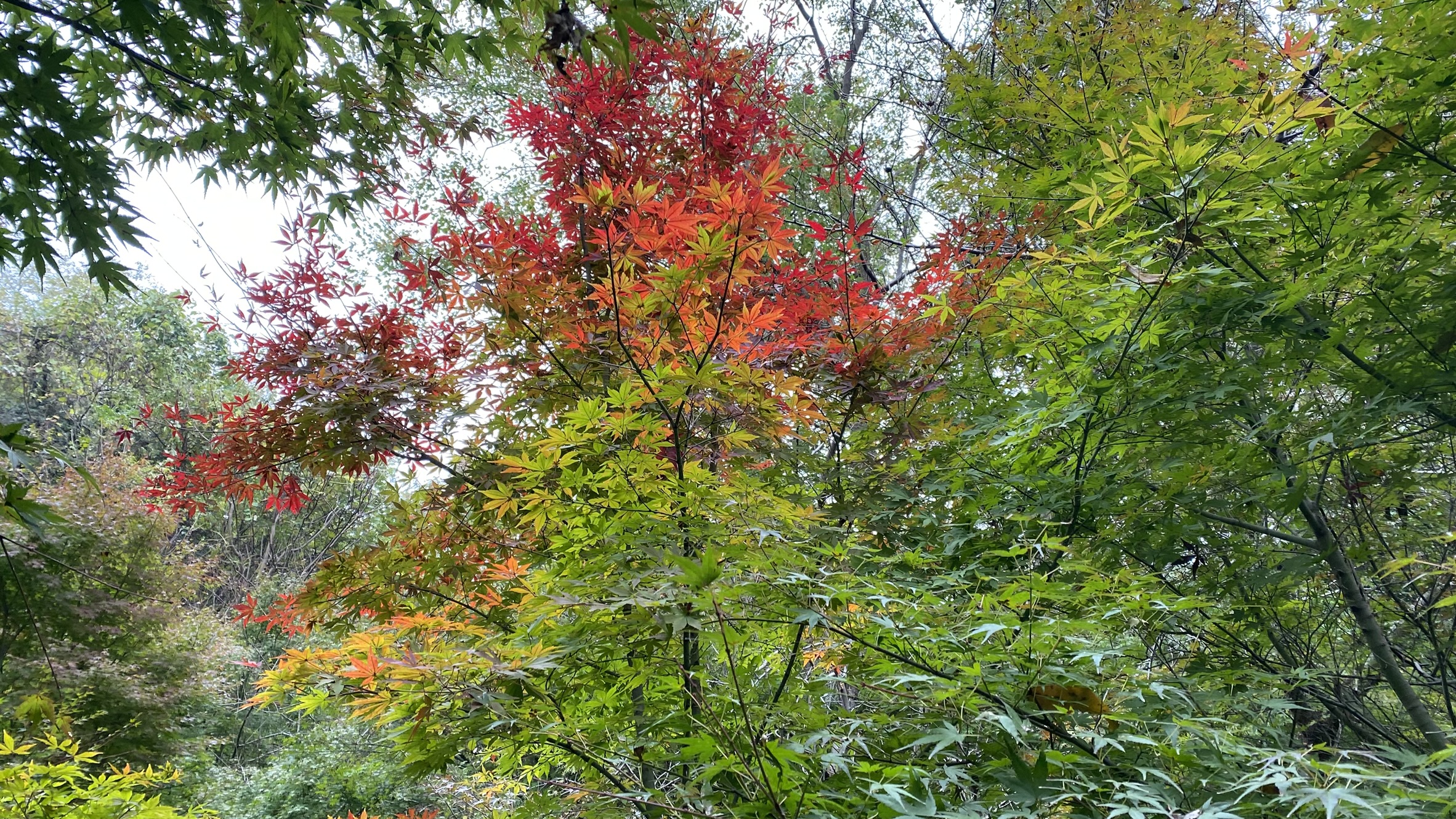 栖霞山的枫叶