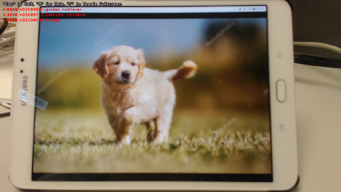 A golden retriever picture correctly classified by TensorRT GoogLeNet