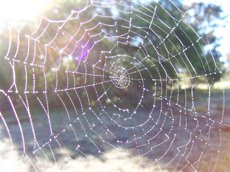 Spider Web