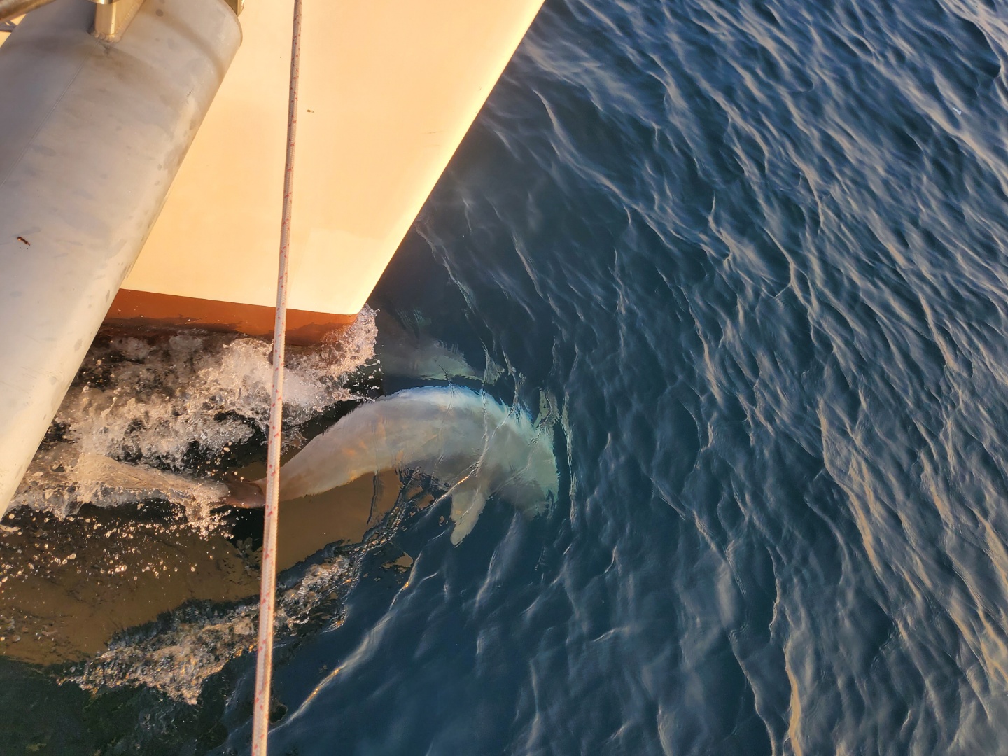 Jeju sailing yacht and coastline