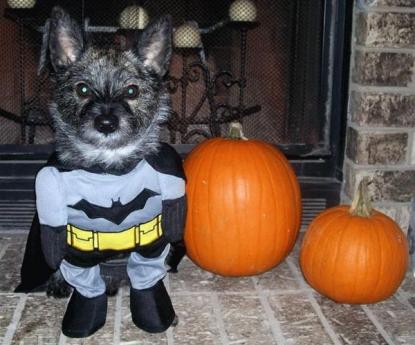 bat dog pumpkin