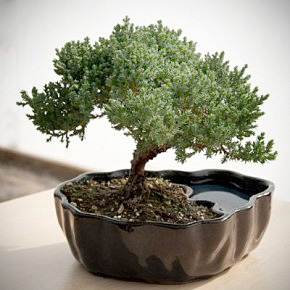 Juniper Bonsai Tree