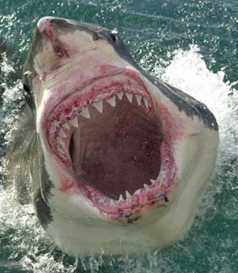 shark's mouth