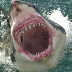 shark's mouth