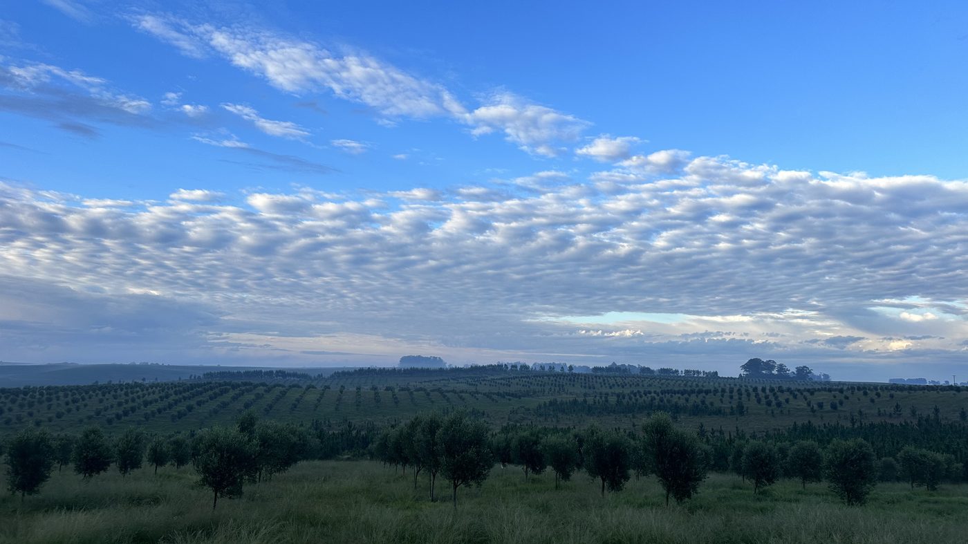 Olival da Corticeira31 com o Pampa ao fundo, em Pedras Altas, RS