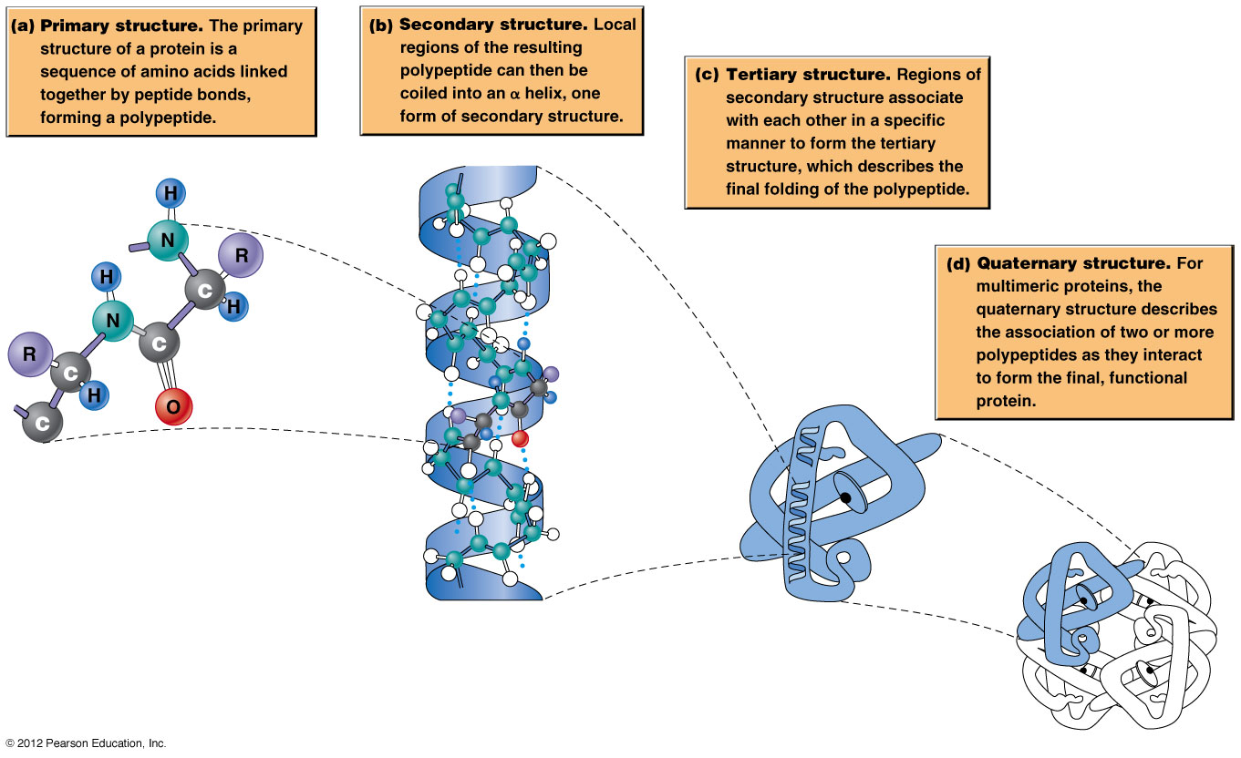 Protein Structure Primary Secondary Tertiary And Quaternary 6555