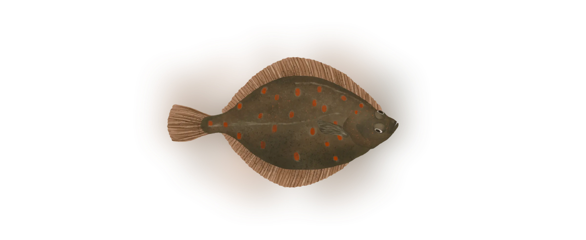 Plaice Fish