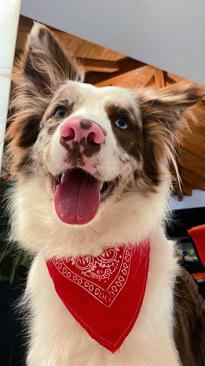 Alan — a chocolate merle Border Collie with heterochromatic eyes and a red bandana, smiling up at the camera. The real dog behind the character, and the emblem of the application.