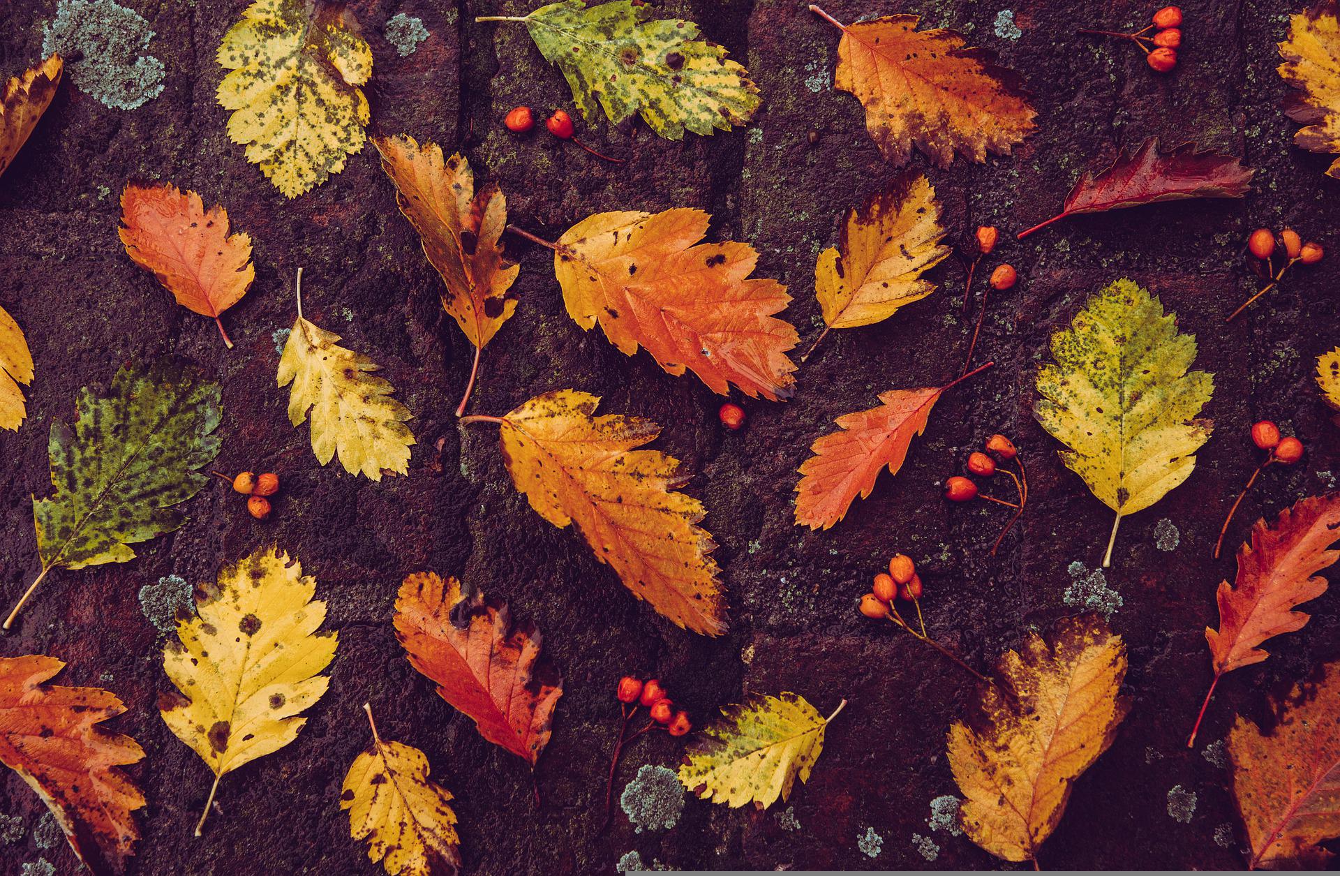 An image of green yellow and red leaves and some small berries laying on the dirt