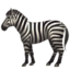 zebra_face