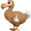 dodo