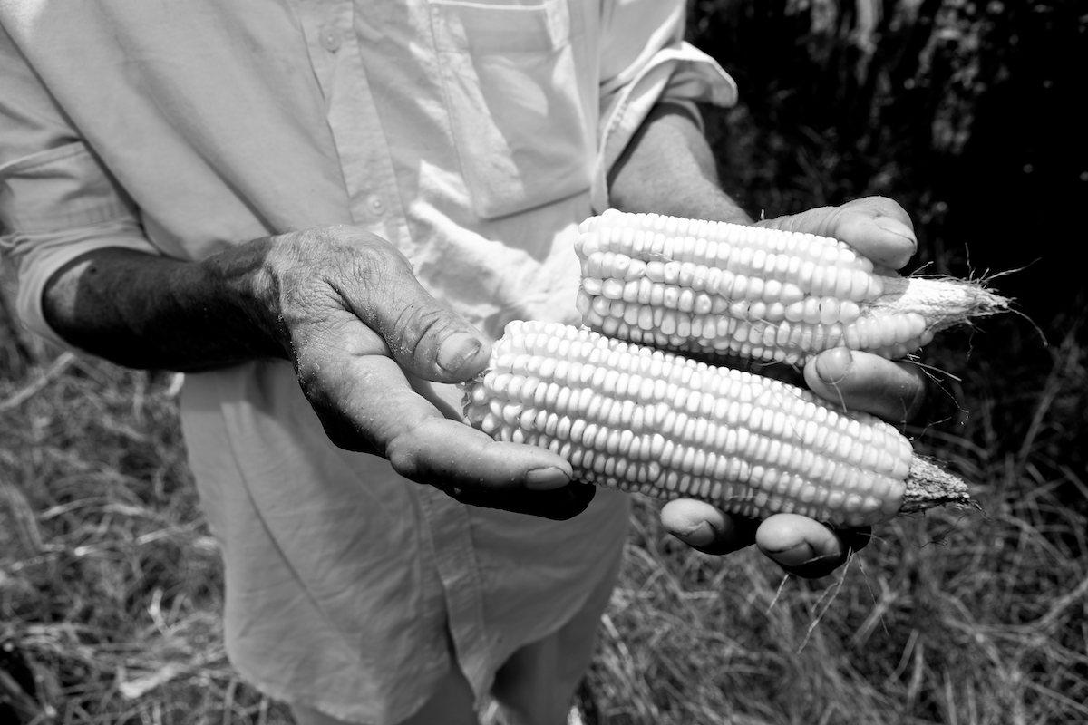 A farmer shows the native maize being grown by families in local communities in an aim to diversify crops in the area. Credit: JEANNE MULLER