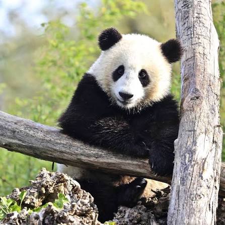 Pairi Daiza — photographie du parc, vue 8
