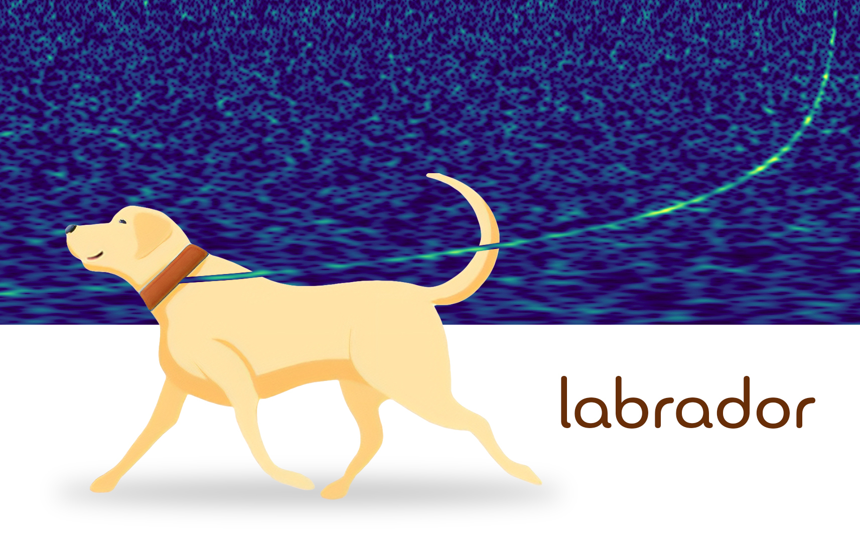 labrador