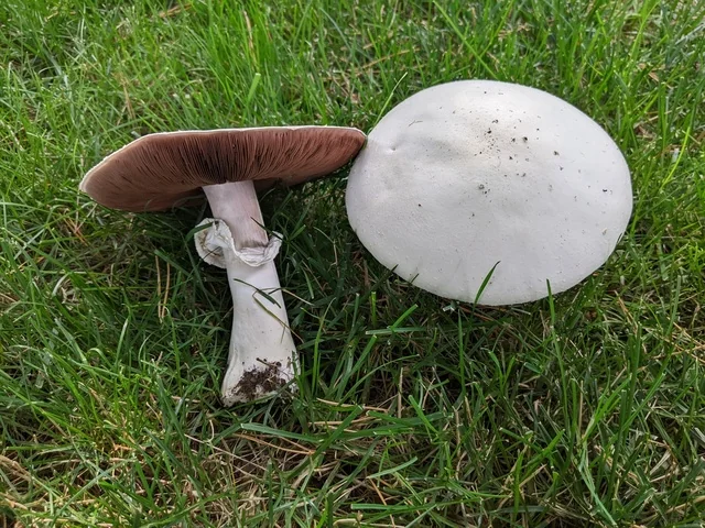 Horse Mushroom (Agaricus arvensis) photo 2