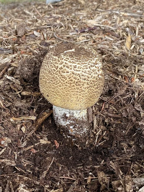 The Prince (Agaricus augustus) photo 2