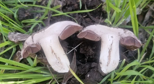 Pavement Mushroom (Agaricus bitorquis) photo 2