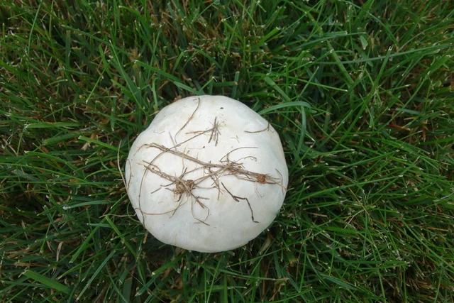 Meadow Mushroom (Agaricus campestris) photo 2