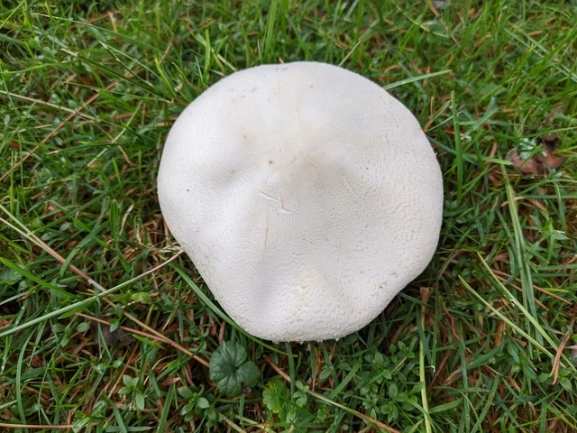 Macro Mushroom (Agaricus crocodilinus) photo 2