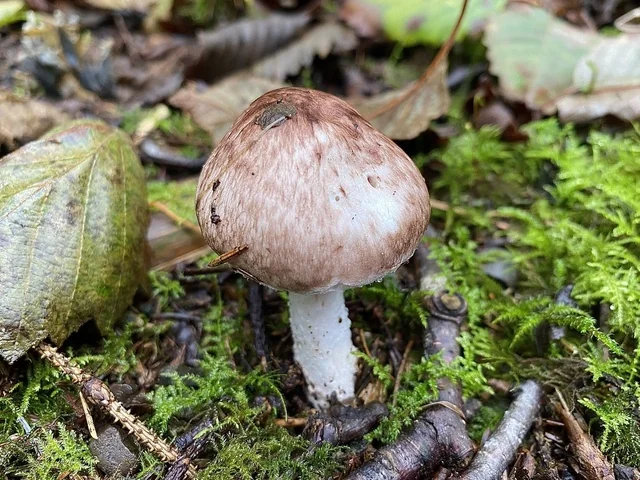 Wine-colored Agaricus (Agaricus subrutilescens) photo 2